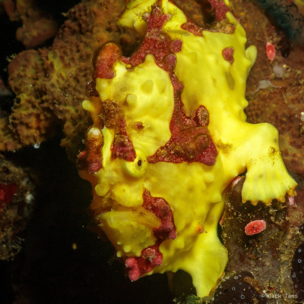 Warty frogfish