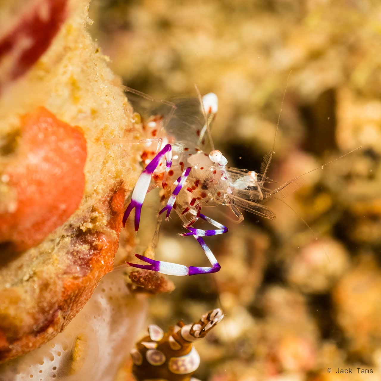 Violet-clawed anemone shrimp