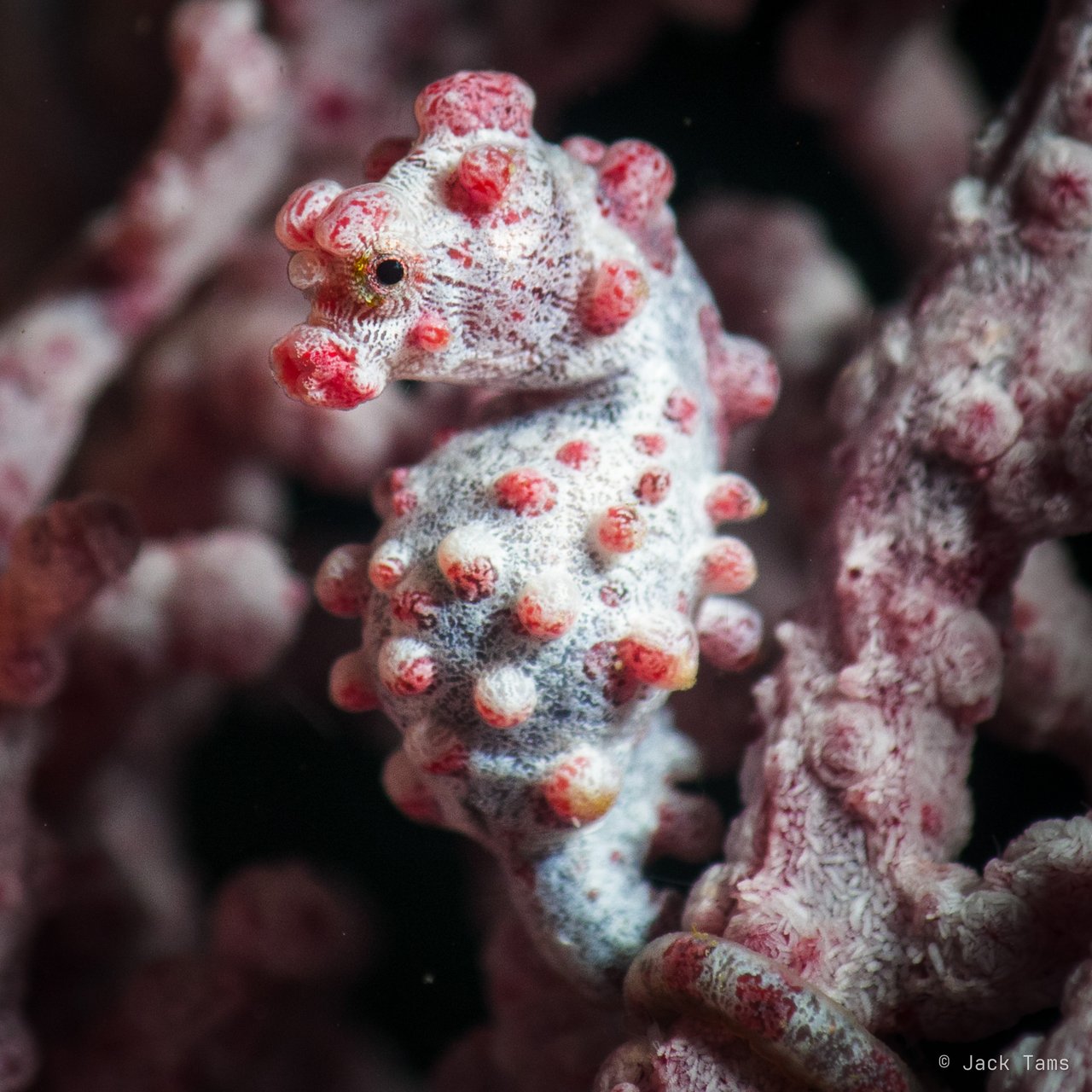 A Bargibant's pygmy seahorse, barely 2 cm tall, camouflaged on its gorgonian sea fan.