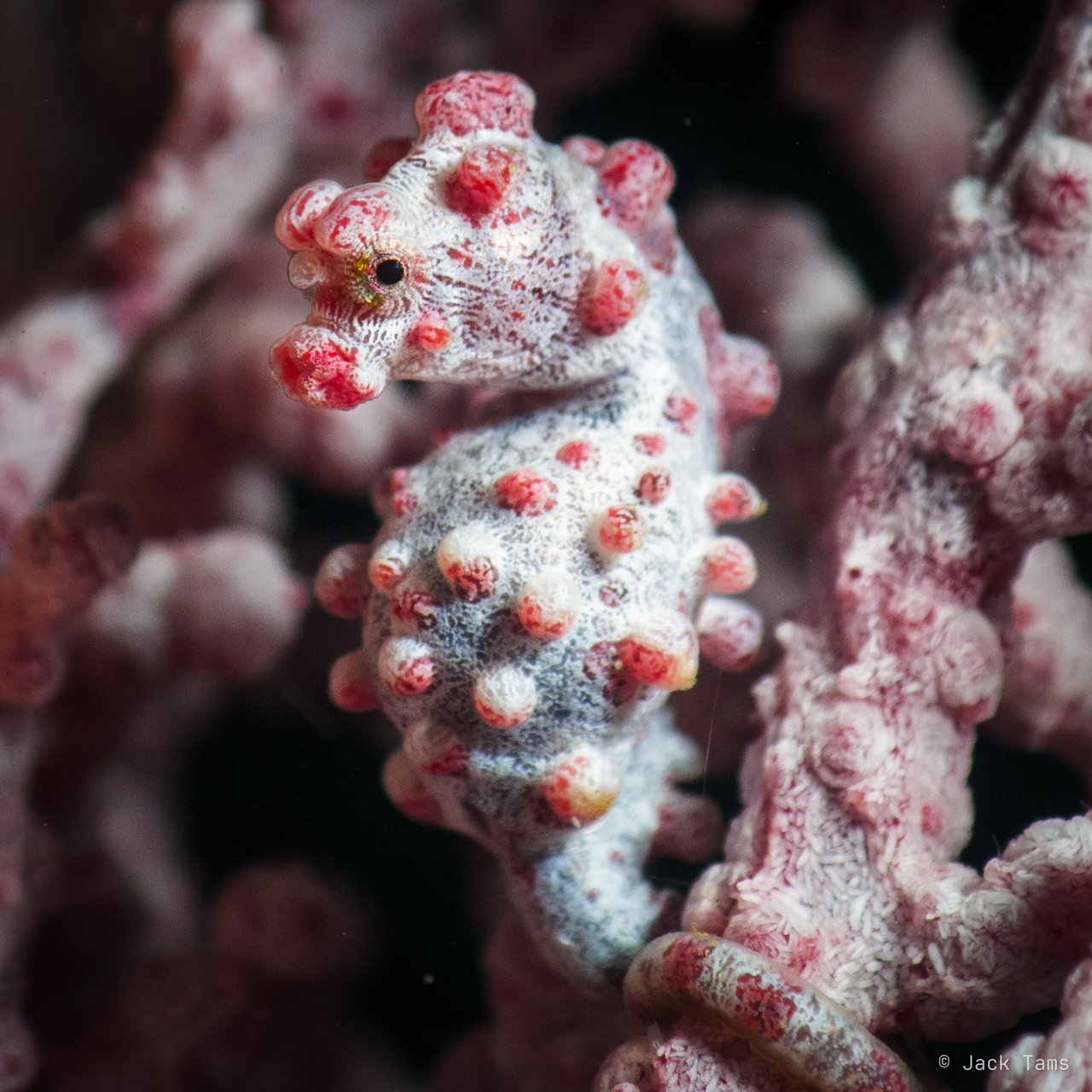 Pygmy seahorse