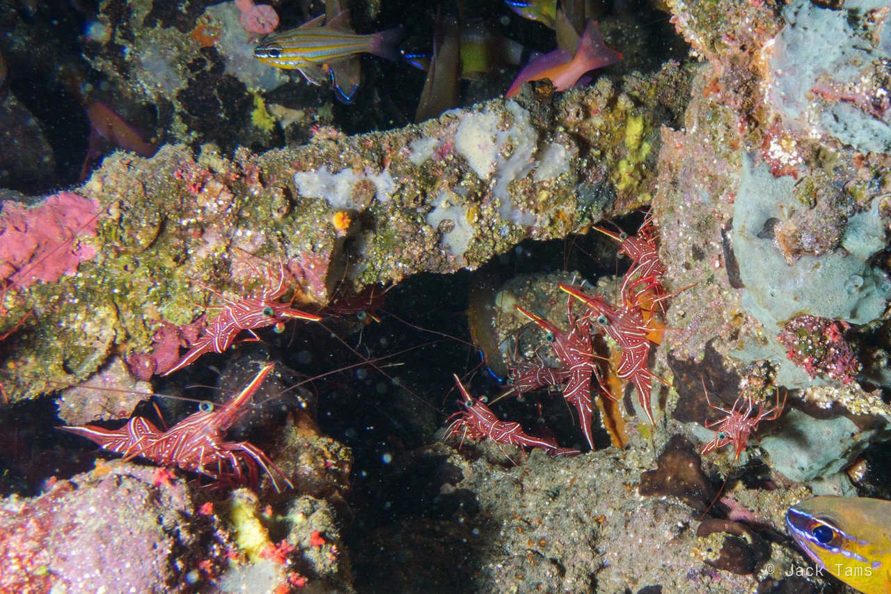 Dancing shrimp