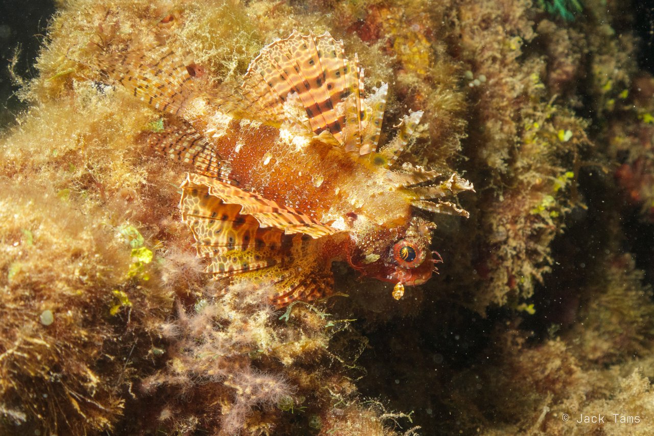 Dwarf lionfish