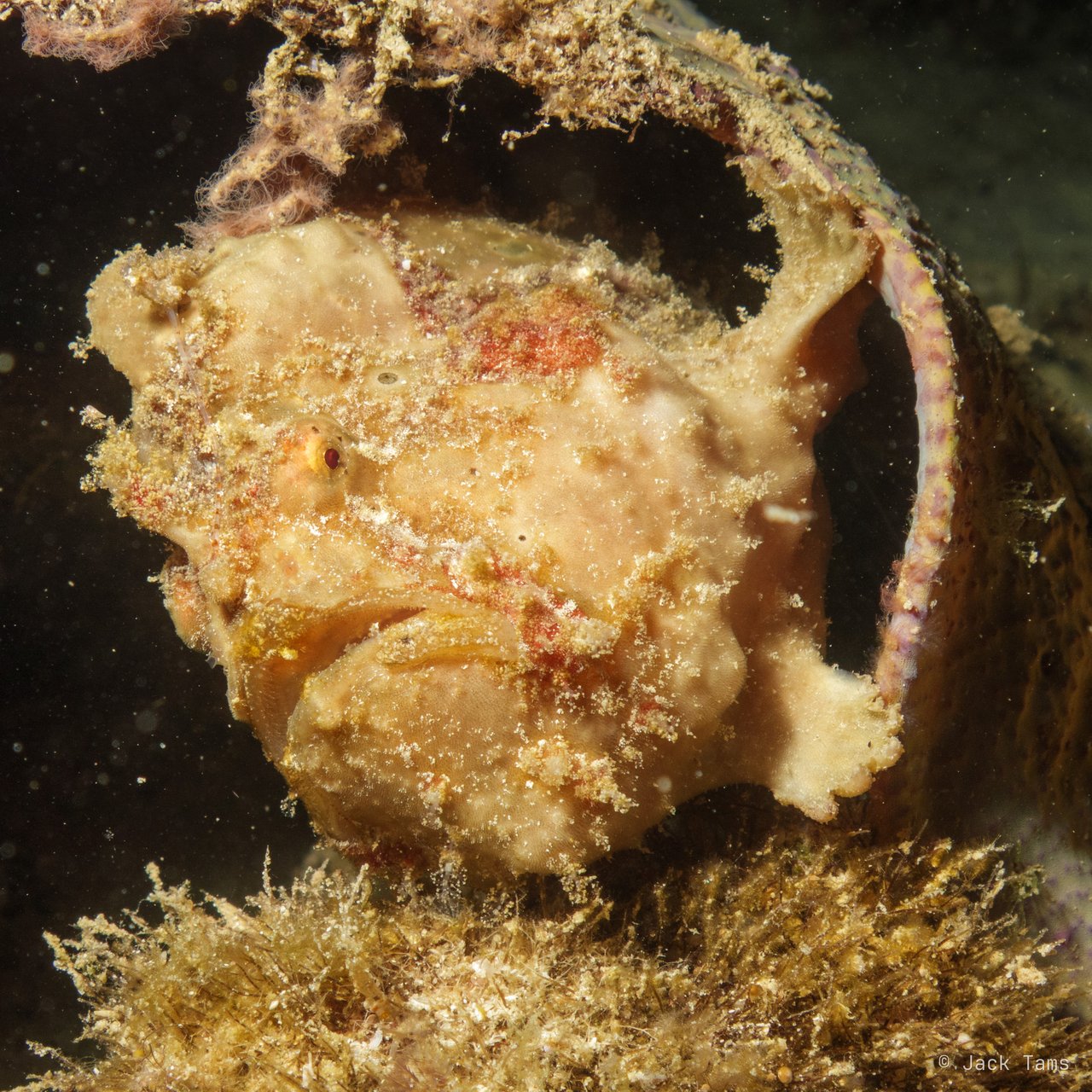 Frogfish in a shell