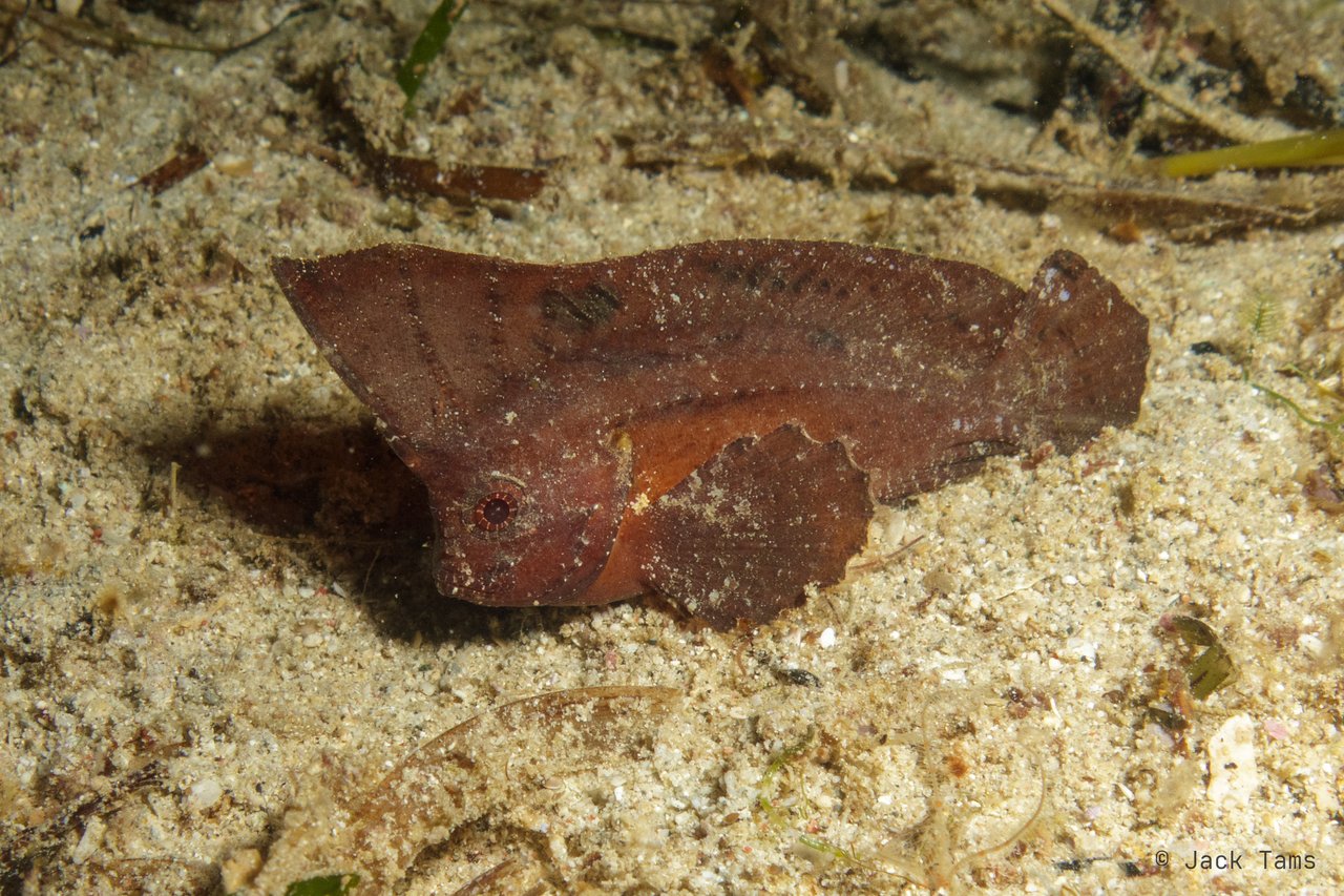 Waspfish