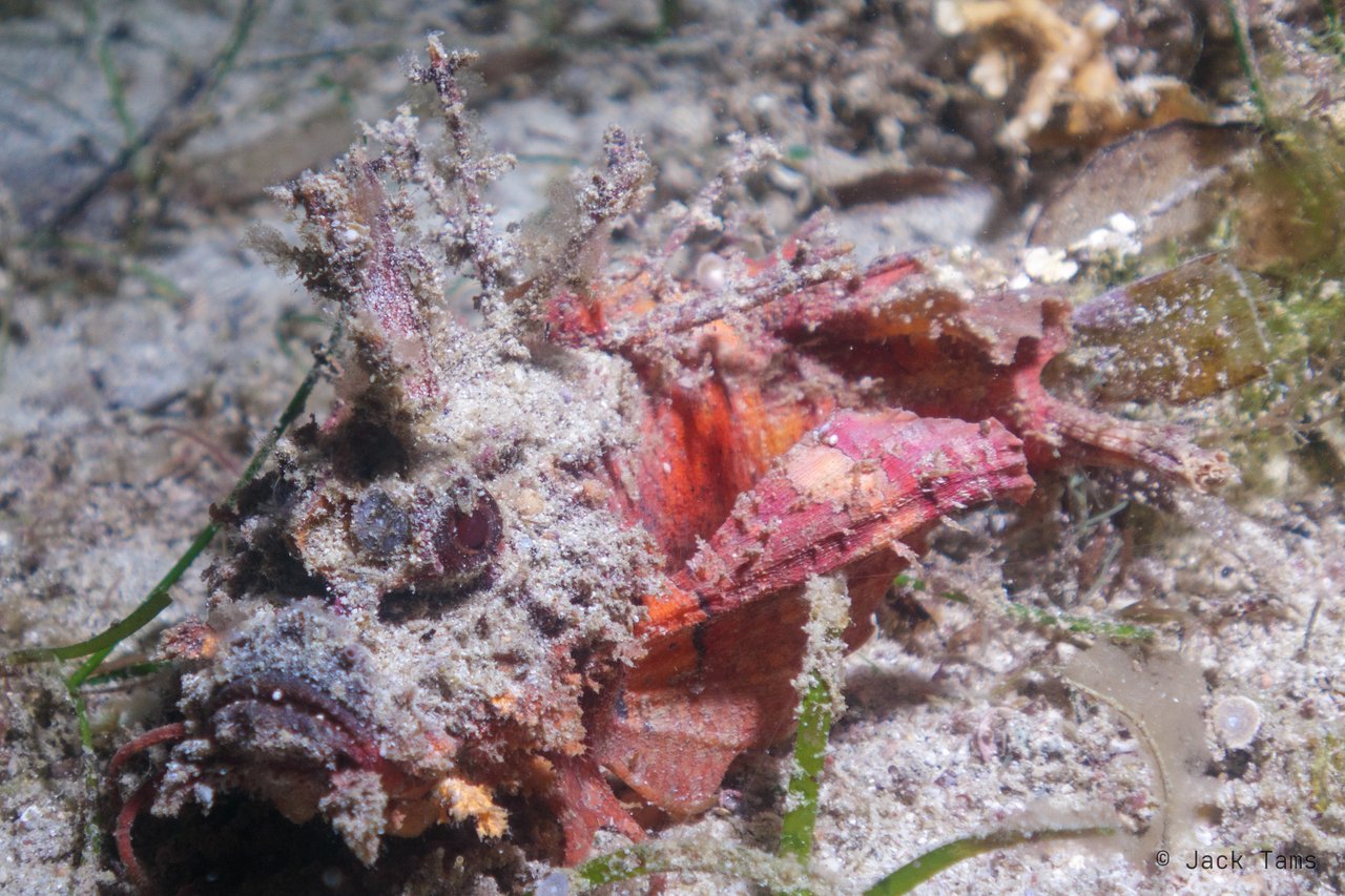 Devilfish, close up