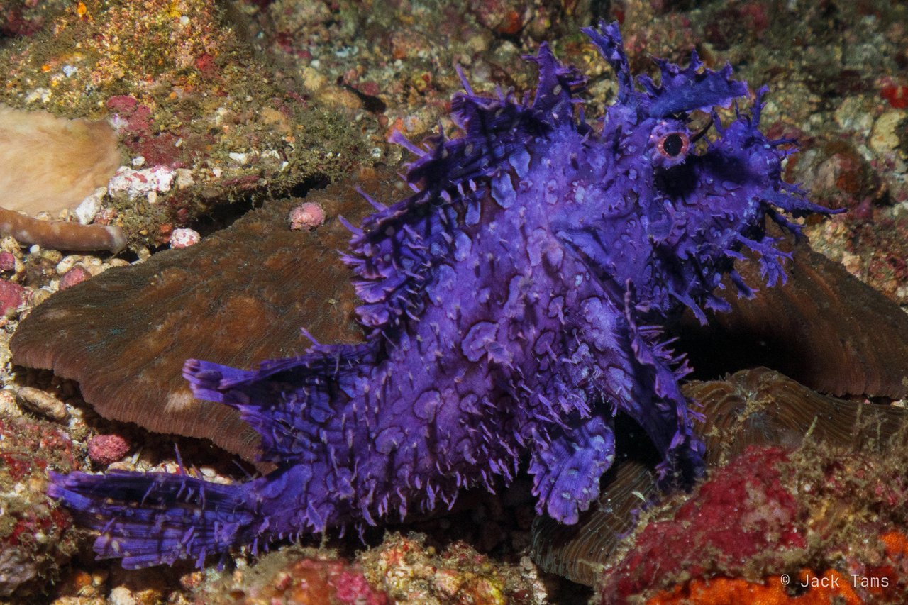 Purple Rhinopias