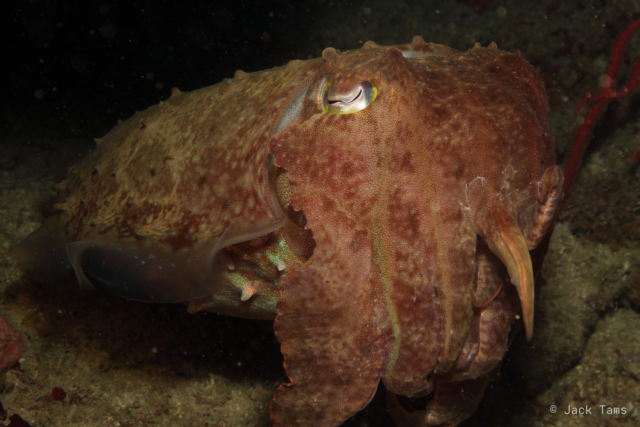 Eye to eye with a cuttlefish