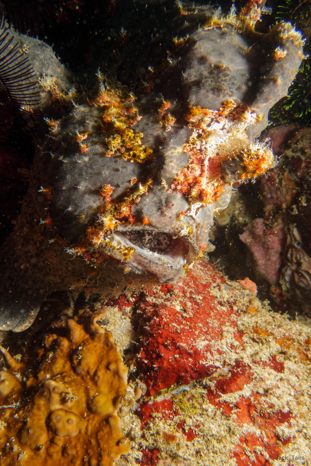 Giant frogfish, mid-yawn