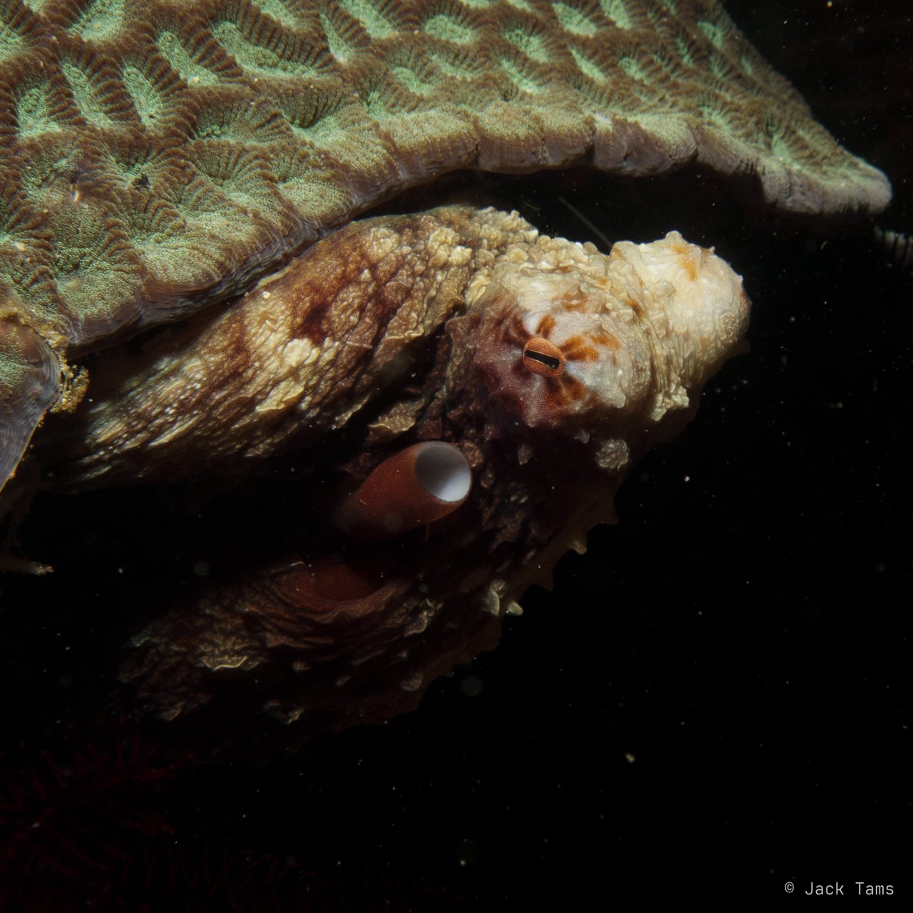 Octopus under the plate coral