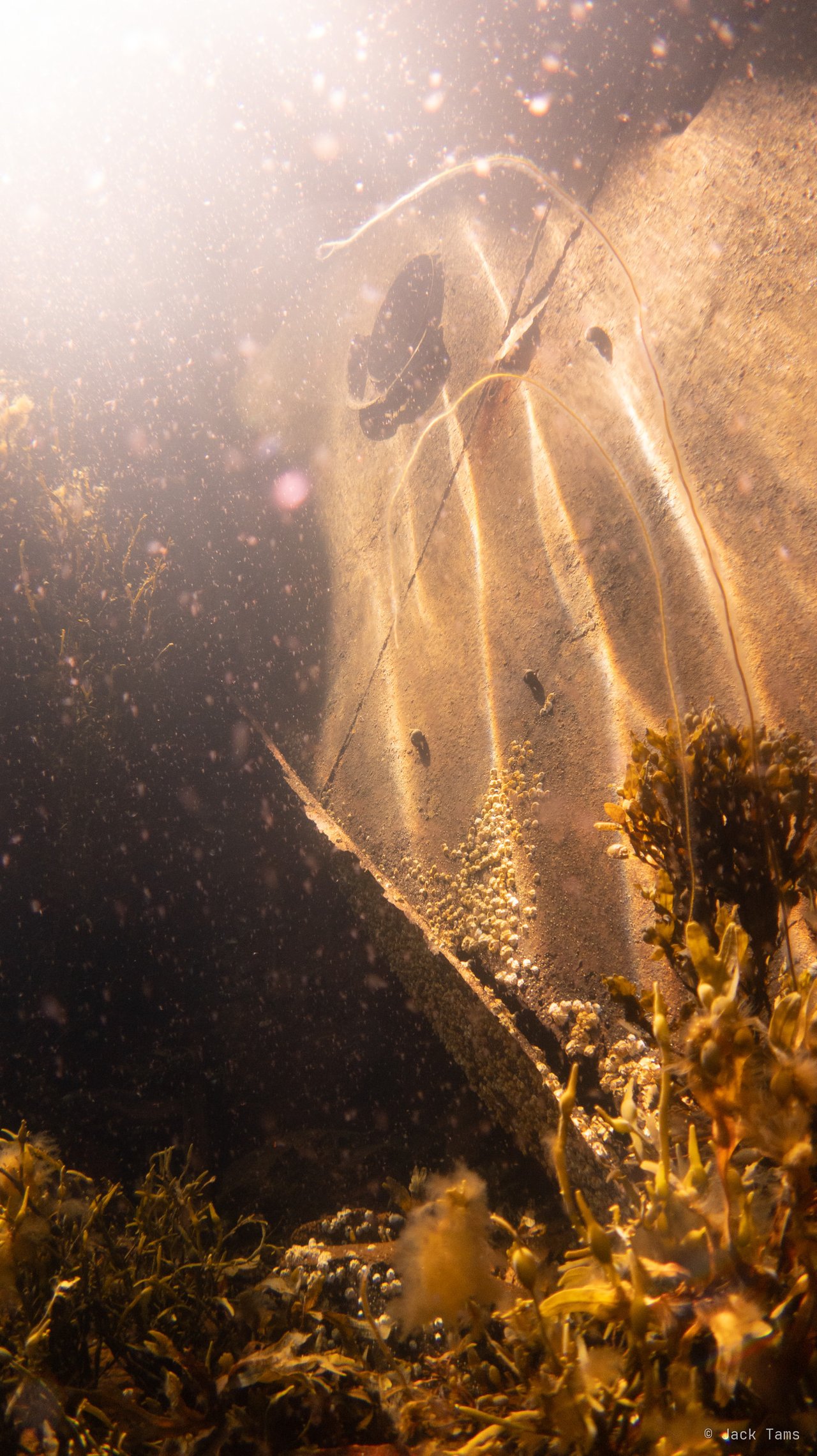 The Georg Thiele's hull plating in the shallows by her bow, the sun rippling over it and kelp below.