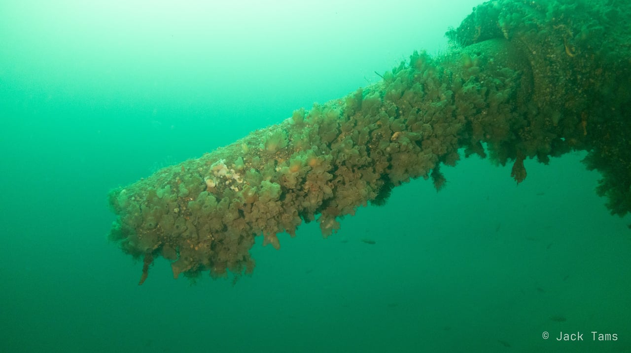 The barrel of the stern gun, furred with growth, near my deepest point.