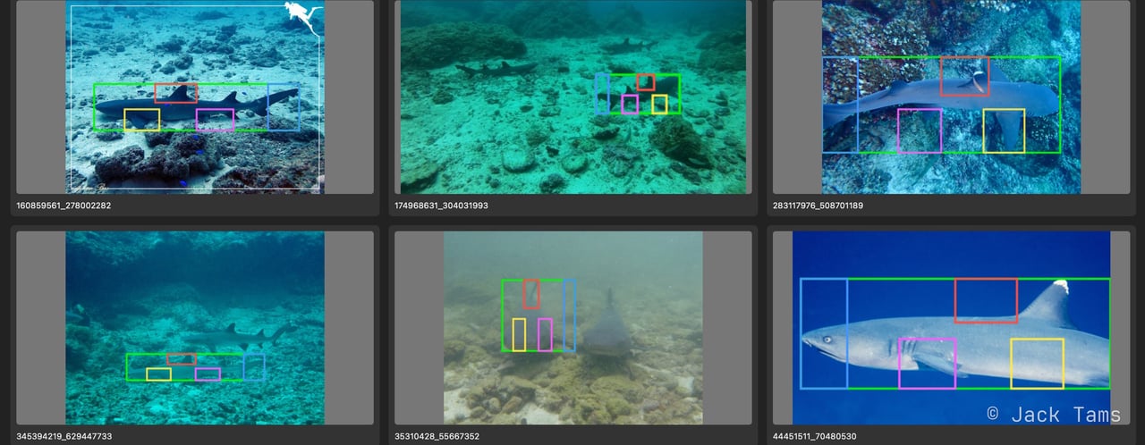 Anatomy probe: reef shark photos with boxes around the subject and its dorsal, caudal, pectoral and pelvic fins