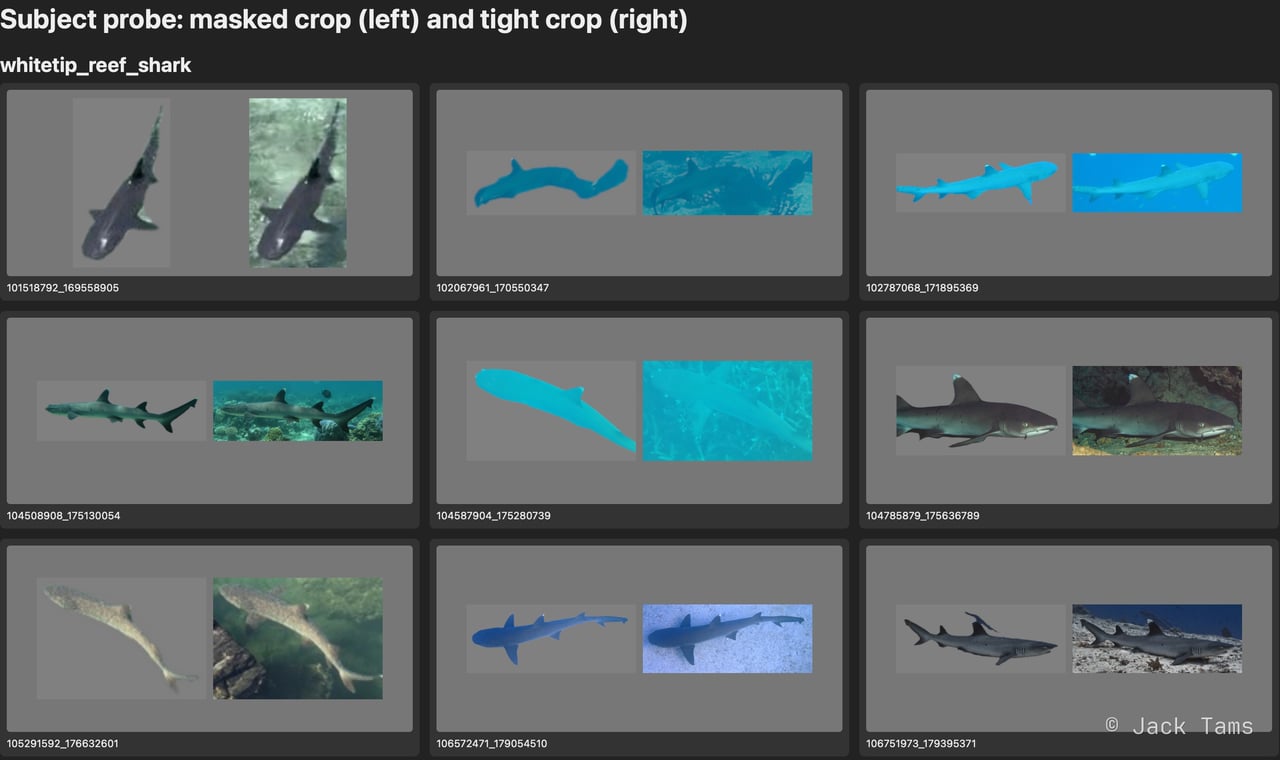 Subject probe: whitetip reef shark crops, masked on the left and tight on the right