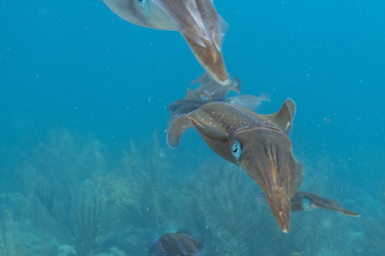 Three Caribbean reef squid in a line.