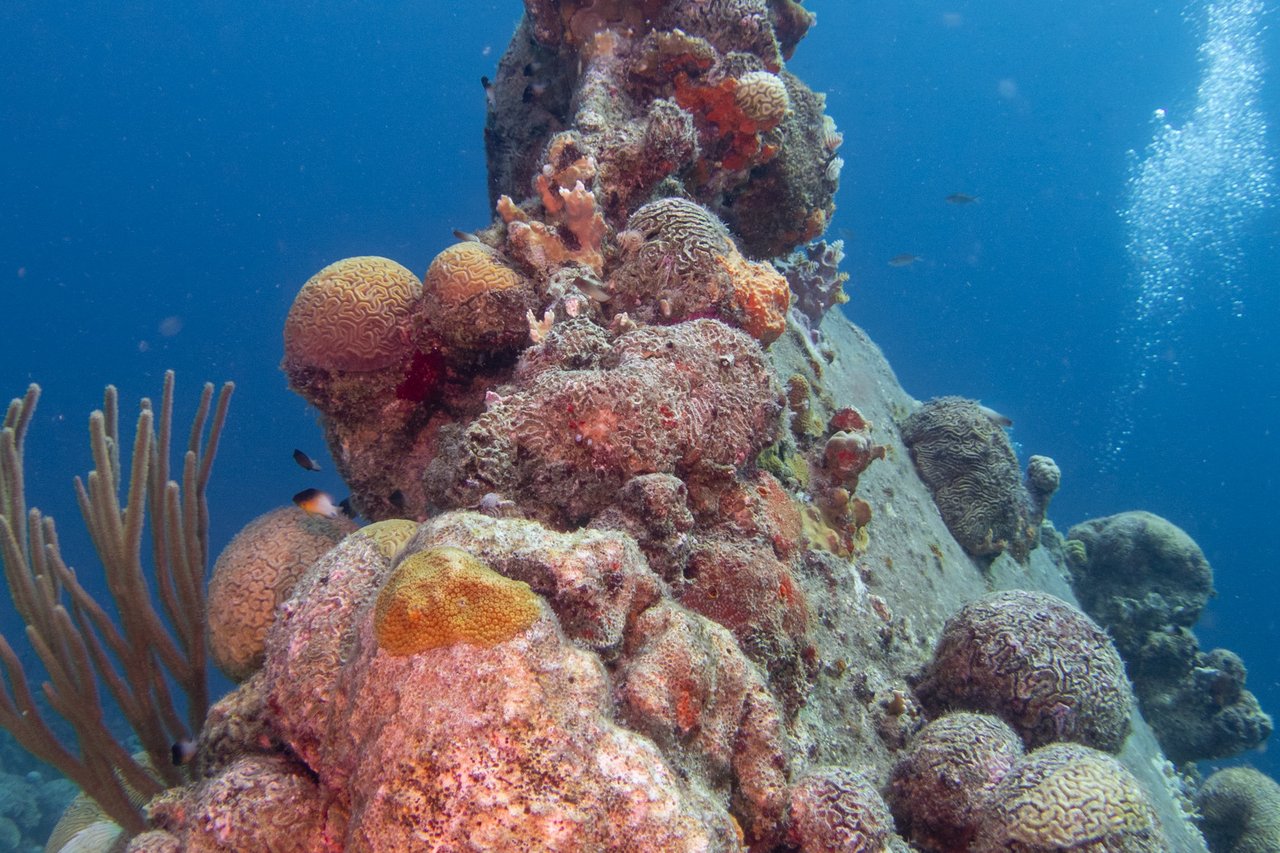 A coral and sponge pinnacle against the blue.