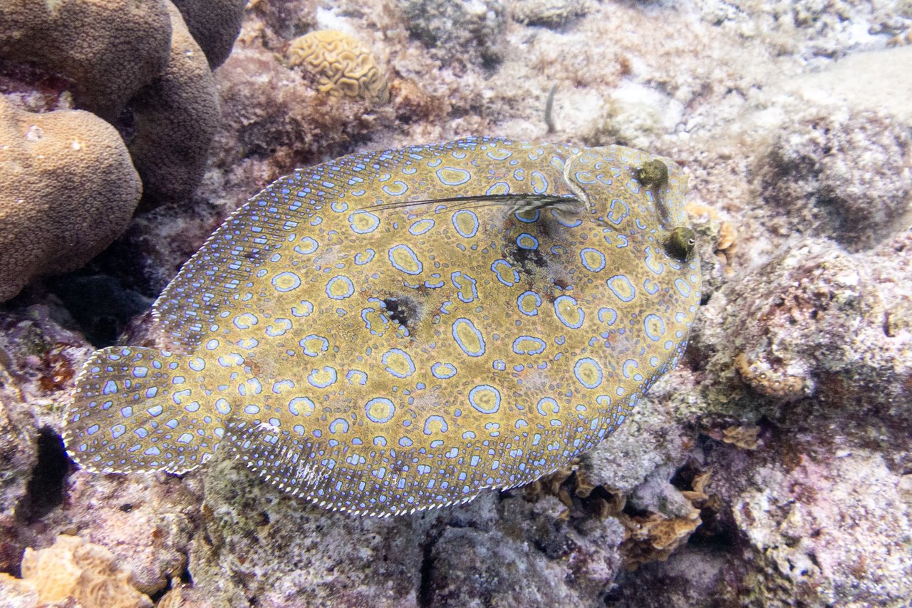 A peacock flounder on the bottom, eyes up.
