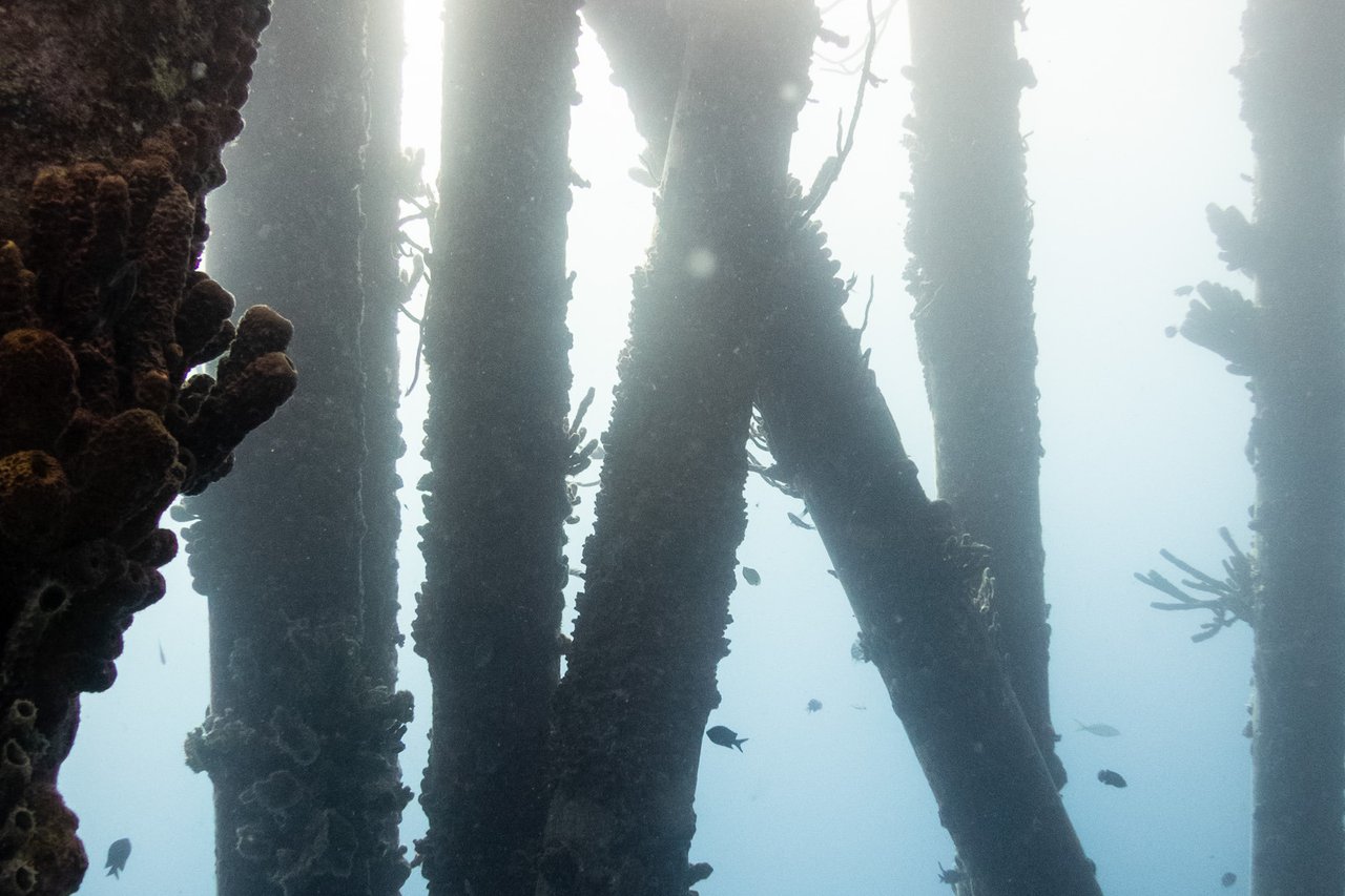 Looking up through the Salt Pier's pilings into the late-afternoon light.