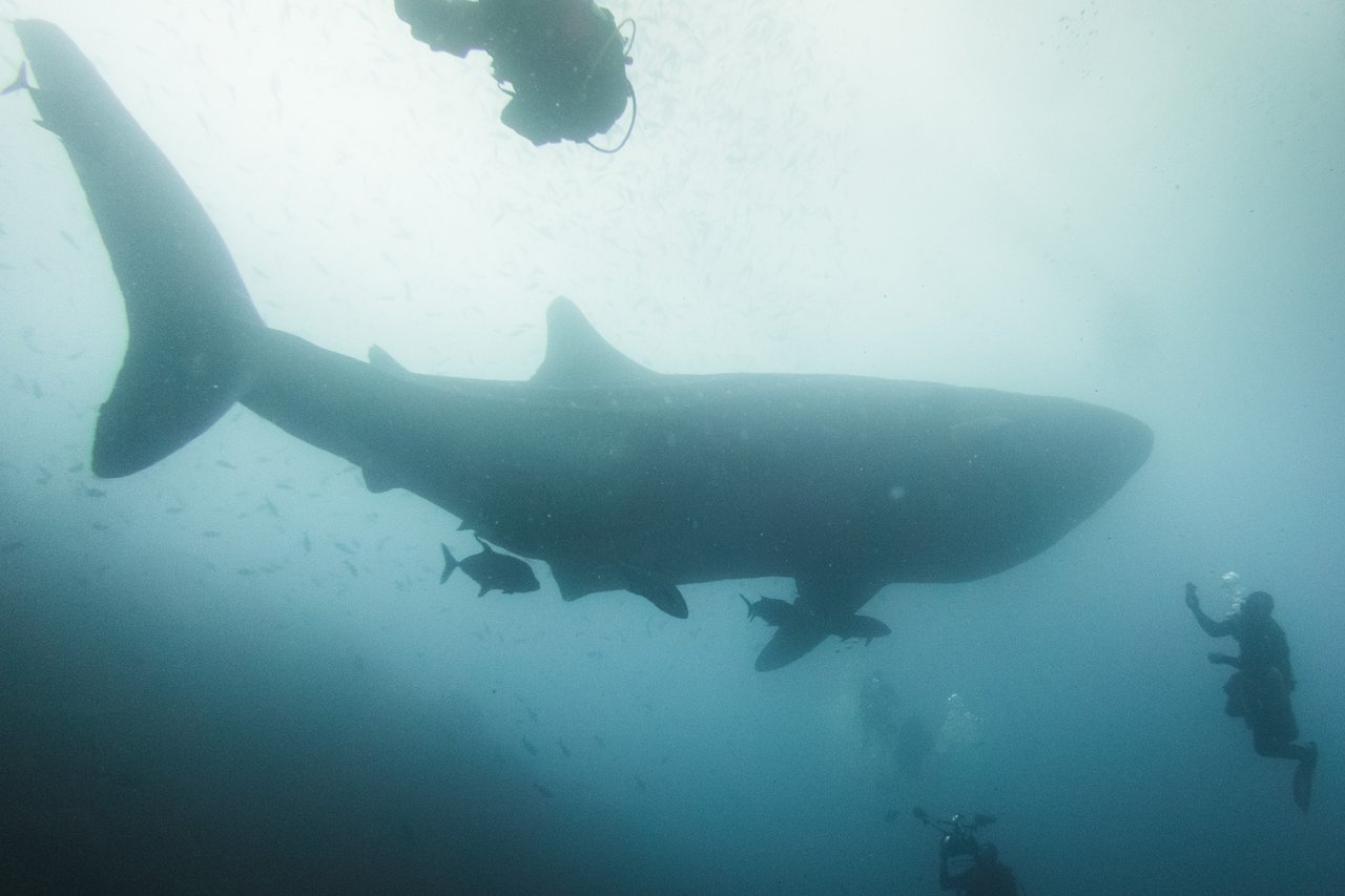 A whale shark gliding past the divers at Darwin.