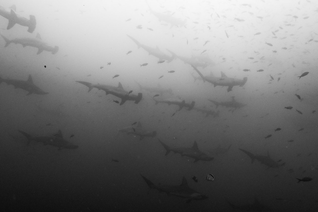 A school of hammerheads fading into the haze, in black and white.