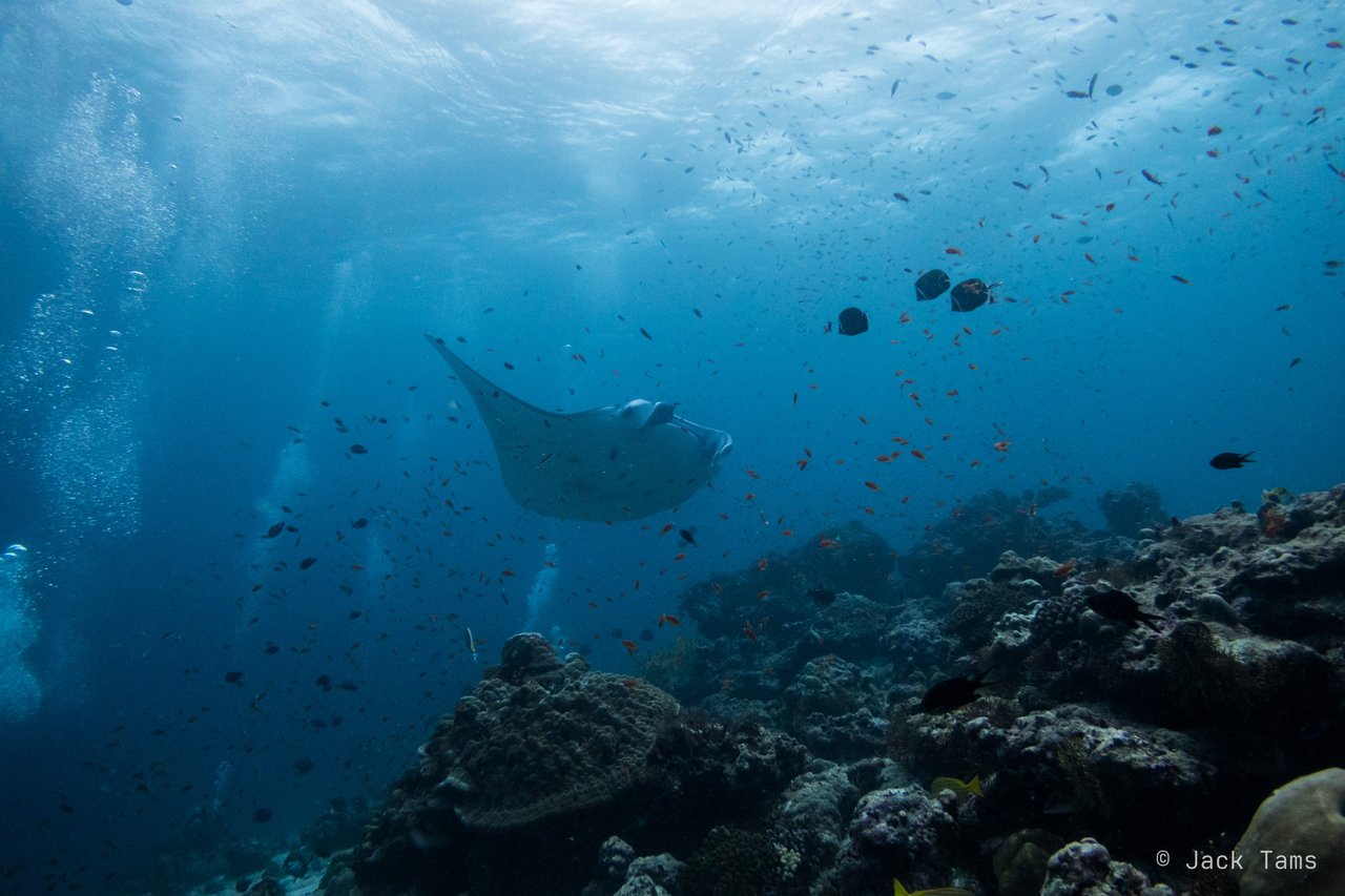 A reef manta gliding over the reef in the blue.