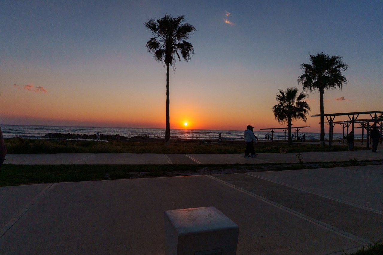 Sunset through the palms on the Paphos seafront.