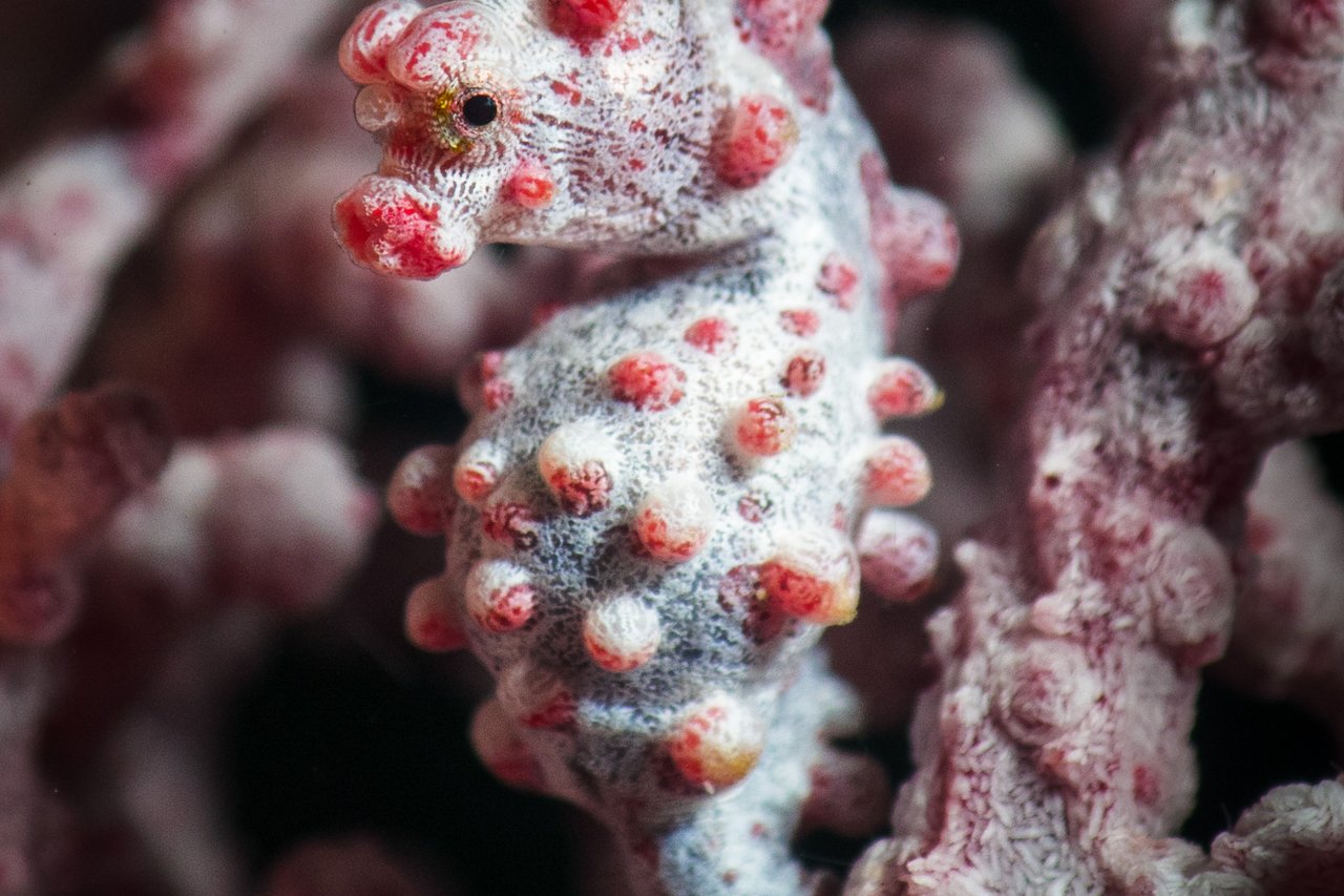 A Bargibant's pygmy seahorse, barely 2 cm tall, camouflaged on its gorgonian sea fan.