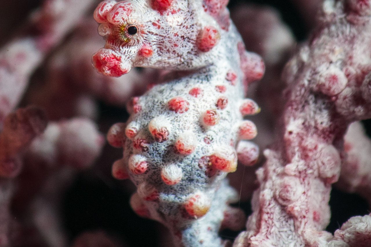 Pygmy seahorse