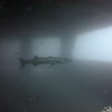 Barracuda under the Vandenberg