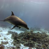Dolphin House