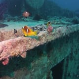 Anemonefish on the Rosalie