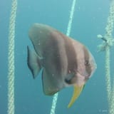 Batfish on the line
