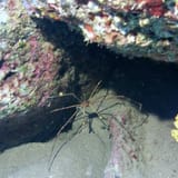 Arrow crab