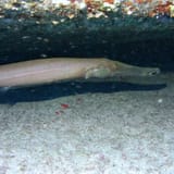 Trumpetfish under the ledge