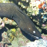 Brown moray