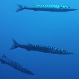 Barracuda trio