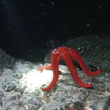 Red sea star at night