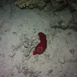 Spanish dancer