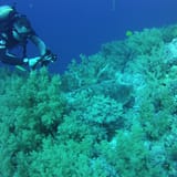 Soft-coral garden