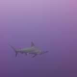 Hammerhead