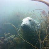 Grey seal