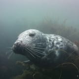 Seal in the weed