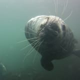 Face to face
