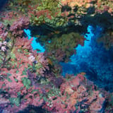 Soft-coral arch
