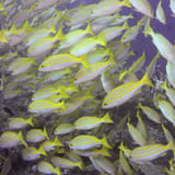 Bluestripe snappers