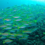 Snapper wall