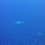 Grey reef shark