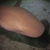 Nurse shark, close up