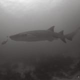 Nurse shark and jacks