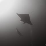 Manta at Lankan
