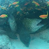 Honeycomb morays